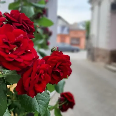 Spring * Cacak
